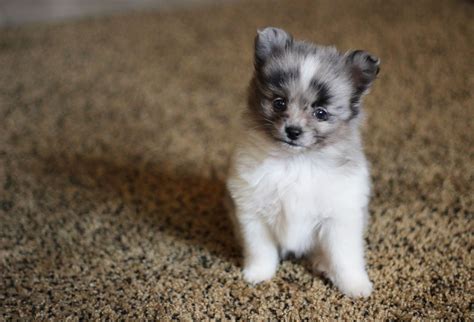 Teacup Pomsky Puppies For Sale Australia Artistitems