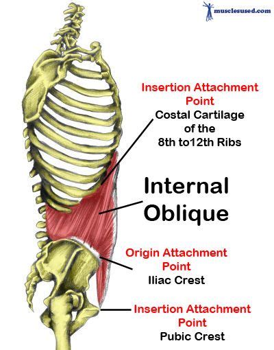 Internal Oblique Fx Anatomy Pinterest Muscle Groups Muscles And