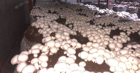Punjabs ‘mushroom King Grows 200 Tonnes Using Organic Compost