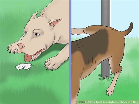 3 Ways To Treat Anaphylactic Shock In A Dog Wikihow
