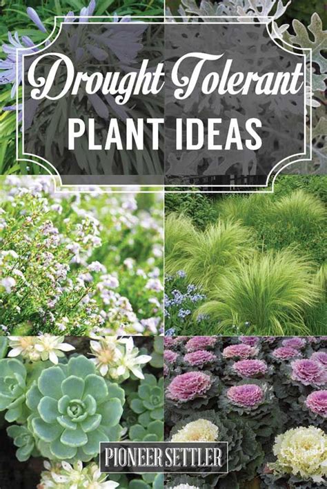 39 Stunning Drought Tolerant Plants For Low Maintenance Landscapes