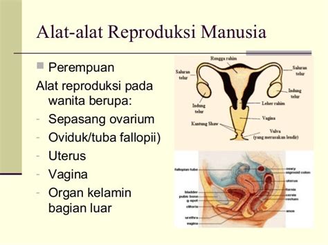penyakit pada sistem reproduksi manusia