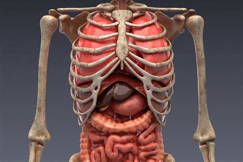 Animated Internal Organs Skeleton Human Body Organs Skeleton Model