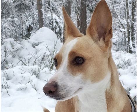9 Dog Breeds With Pointy Ears And Why We Love Them Dog Breeds Dogs