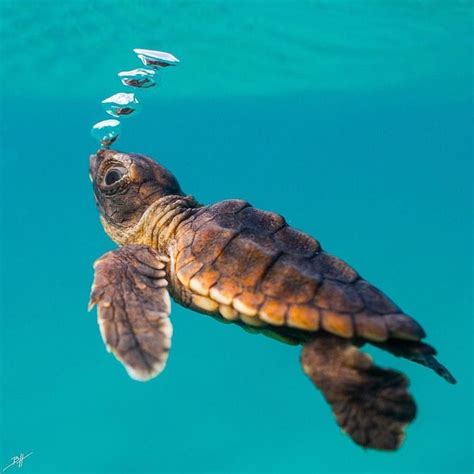 Earthpix On Twitter Baby Sea Turtles Turtle Sea Turtle