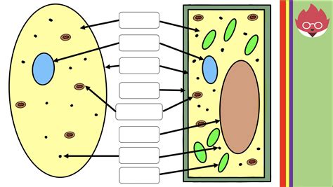 Aqa Gcse Biology Animal And Plant Cells Teaching Resources