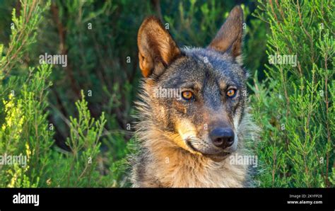 Iberian Wolf Grey Wolf Canis Lupus Signatus Zamora Castile And León