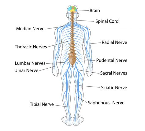 What Is The Difference Between The Somatic Nervous System And Autonomic