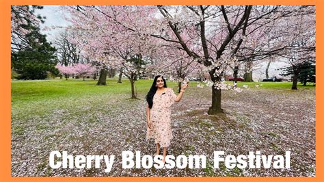 Cherry Blossom 🌸🌸🌸festivals அமெரிக்காவில் பூ 🌸🌺மழை Tamil Vlog From