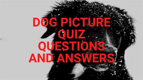 Dog Picture Quiz Questions And Answers