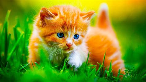 Always used advantage but it doesn't work anymore do i tried activyl and no more fleas or flea dirt on my cats! Cat looking out for kittens safety! | Cute and Funny Cats ...