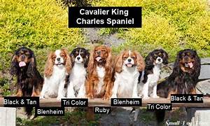 99 Colors Of King Charles Cavaliers L2sanpiero