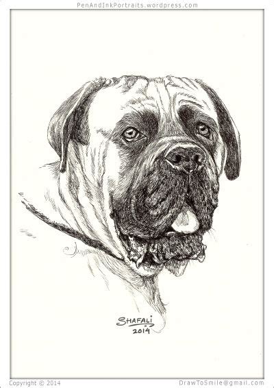 Shafalis Pen And Ink Portrait Art English Mastiff Mastiffs Giant Dog