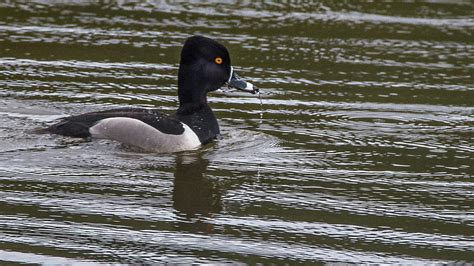 Common Golden Eye Photograph By William Krumpelman Pixels