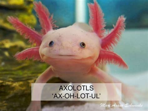 Axolotl Biodiversity