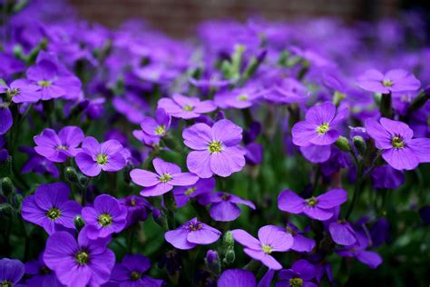 Bloom Blossom Close Flower Purple Flowers Ground Cover Nature