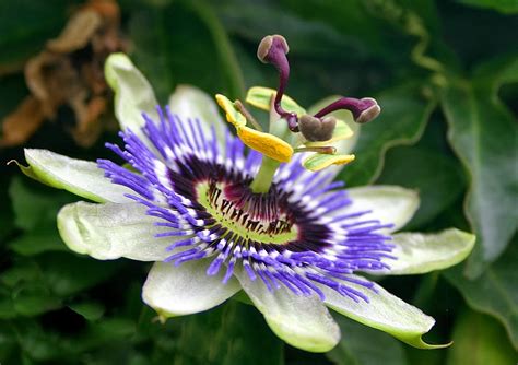 Let S Enjoy The Beauty Passion Flower One Of The World S Most Beautiful Flowers
