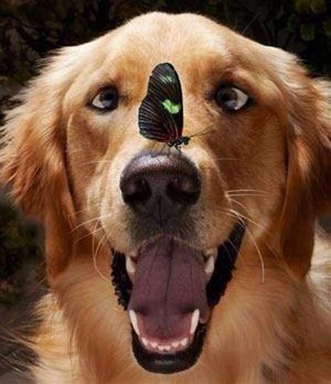 Butterfly On Dog Nose Cute Dogs Cute Puppies Dogs And Puppies