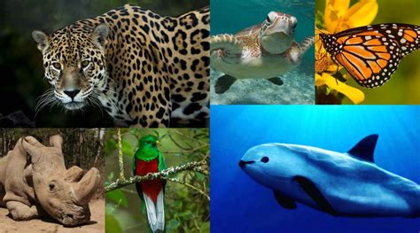 DÍa Mundial De Los Animales Más De Un Millón De Especies Están En