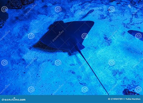 The Stingray Swims Underwater The Stingray Is A Flat Sea Fish Stock