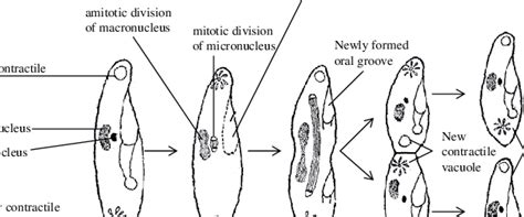Asexual Reproduction Binary Fission In Paramecium Caudatum Download
