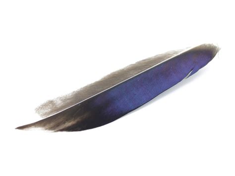 Mallard Duck Quill Feathers Natural Feather Buy
