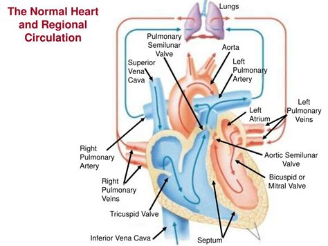 PPT Cardiac Output Venous Return And Their Regulation PowerPoint