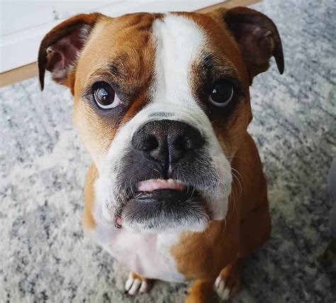 A Complete Guide To The Adorable Miniature Boxer K9 Web