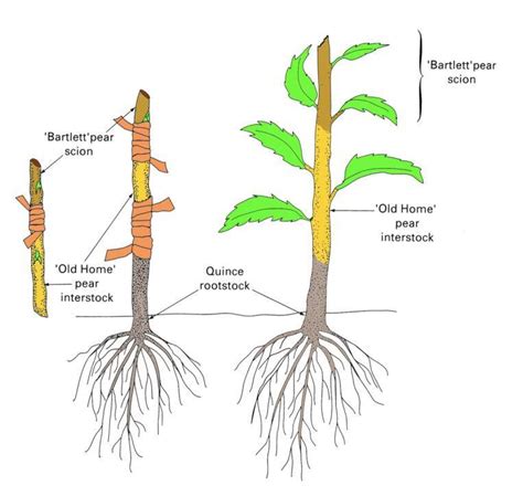 Grafting Terminology Interstem Or Interstock