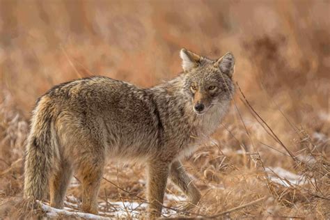 Hunting Coyotes At Night