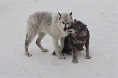 Grey Wolves Interactions I Spent A Beautiful Day In Parc O Flickr