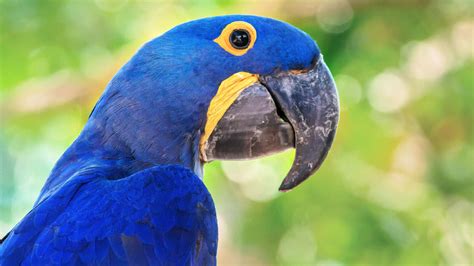 Parrots Among Most Threatened Bird Groups Audubon