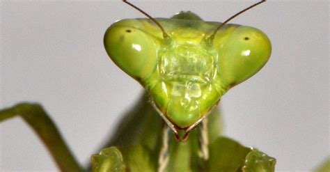 A Praying Mantiss Spin On Body Control The New York Times