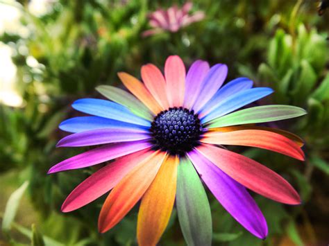 Awesome Flower Wallpaper Rainbow Flower 574