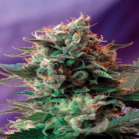 Jack 47 Sweet Seeds Fem Original Seeds Store