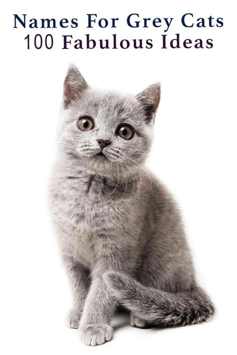 Grey Cat Names 250 Great Names For Grey Kittens 2022