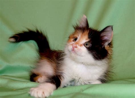 Calico Kitten Looks Like My Zoey Baby Cats Kittens Cutest Cute