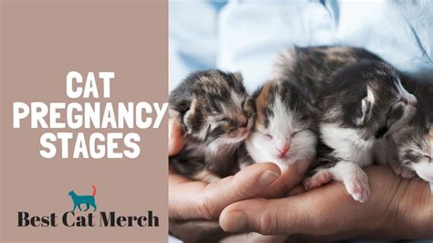 Cat Pregnancy Stages Youtube