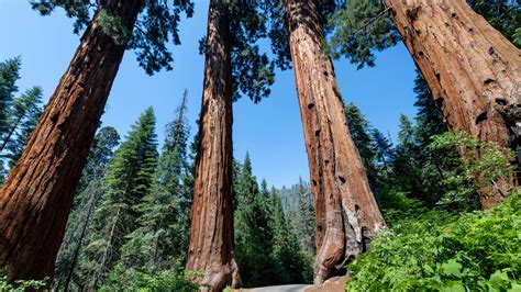 Sequoia National Park To Reopen Thursday