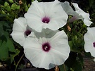 Morning Glory Flower Plant: Types, How to Grow and Care | Florgeous