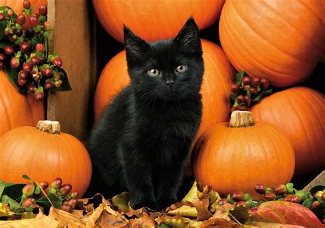 Black Kitten With Pumpkins