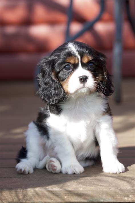 This is Elvis, our second Cavalier King Charles Spaniel. He has the