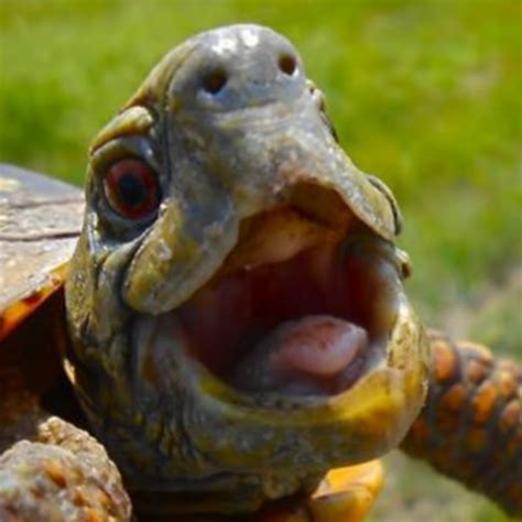 Random Yelling Turtle Youtube