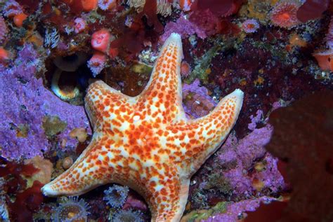 19 Bizarre And Beautiful Starfish Species