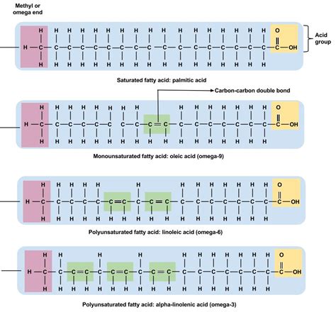 464 How Lipids Work Medicine Libretexts