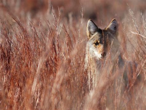 15 Photos Of Wildlife In Kansas That Will Drop Your Jaw