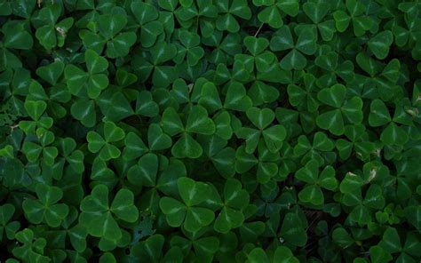 Clover Wallpapers Pictures Images