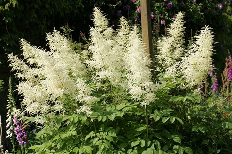 Goat S Beard Plant Care Growing Guide