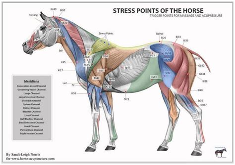 Trigger Points For Massage And Acupressure Horses Equine Acupressure