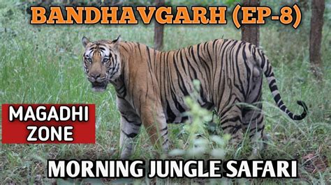 Magadhi Jungle Safari Bandhavgarh Ep Travel Milez Tiger